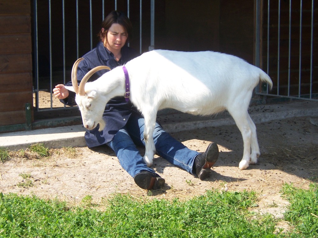 Sally healing Snowy the goat