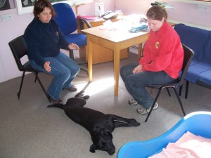 Sally in a healing consultation with Naomi and her labrador Beau