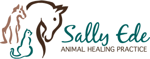 The Animal Healing Practice | Sally Ede