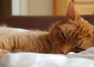 What is Animal Healing?